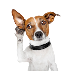 Basic Dog Training Part I
